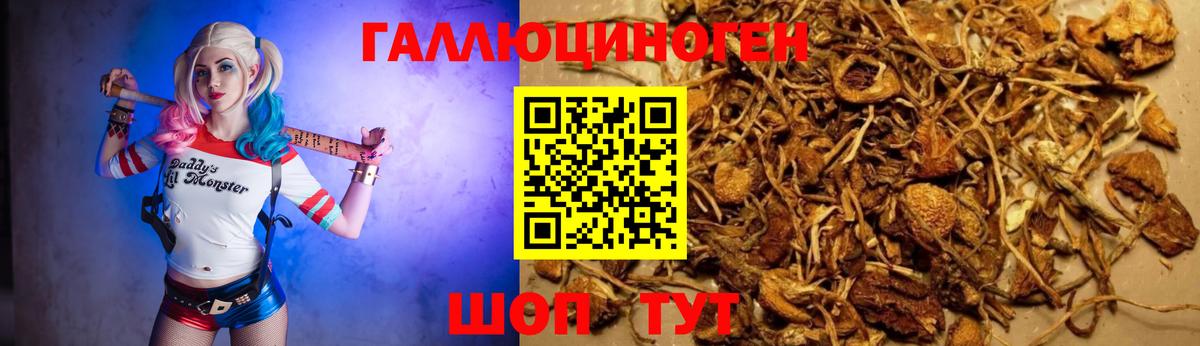 Псилоцибиновые грибы MAGIC MUSHROOMS  Вход с VPN  Электрогорск  магазин продажи   Псилоцибиновые грибы Psilocybine cubensis 